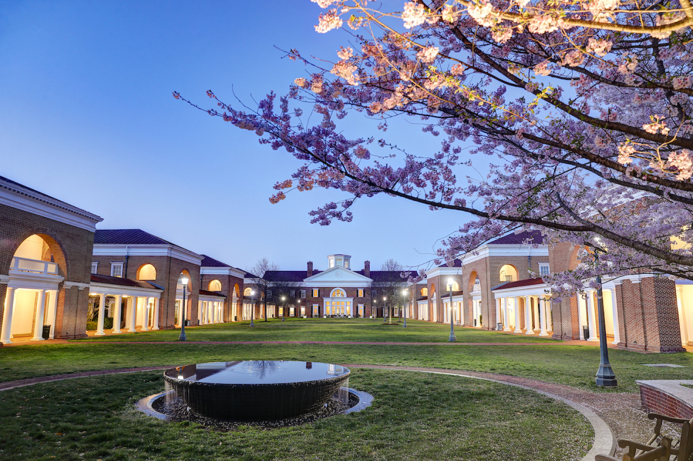 A cherry tree blossom at dusk on UVA's campus